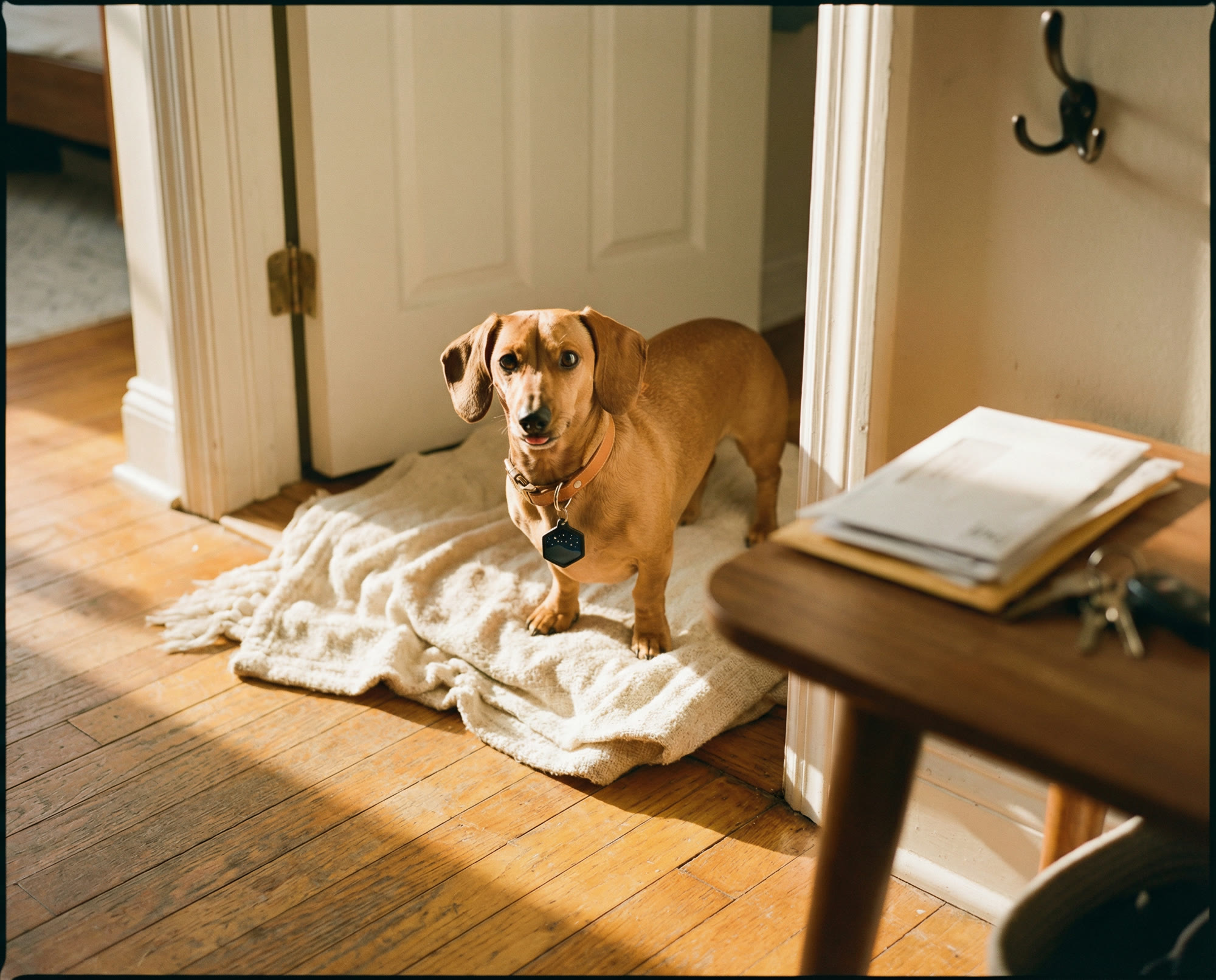 A small dachshund sitting inside an open doorway, collar and Tagling visible.